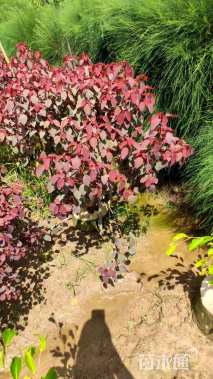 高度100厘米非洲茉莉球