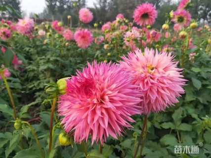 高度50厘米大丽花