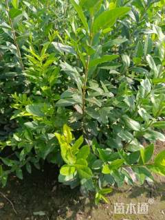 高度30厘米紫叶水蜡