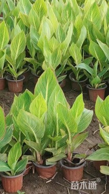 高度50厘米花叶美人蕉