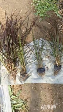 高度60厘米狼尾草