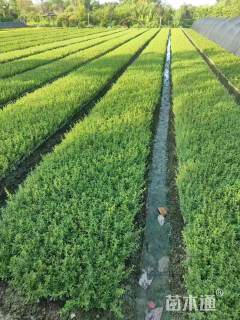 高度40厘米火棘