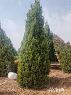 高度3厘米望都塔桧