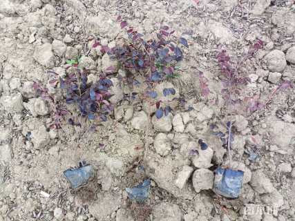 高度20厘米红花继木