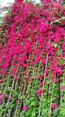 高度300厘米三角梅藤条