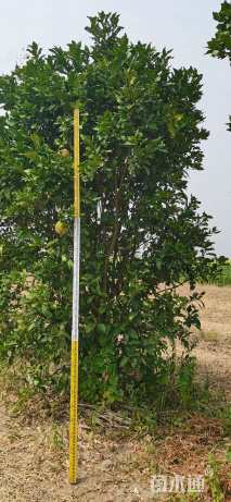 15公分丛生香泡