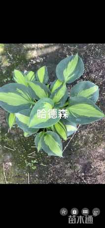 高度30厘米玉簪