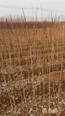 高度120厘米梨树小苗