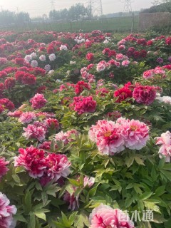 高度30厘米牡丹