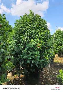 高度120厘米大红花