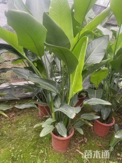高度150厘米天堂鸟
