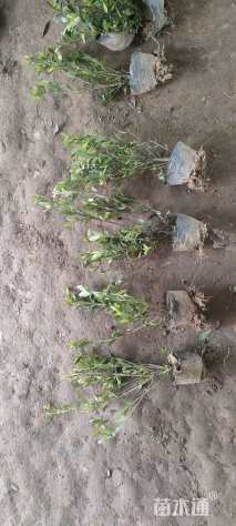 高度40厘米胡颓子