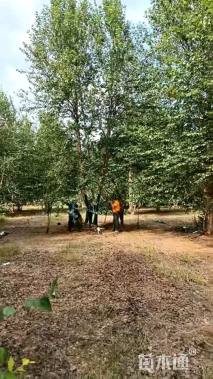 高度800厘米丛生河桦