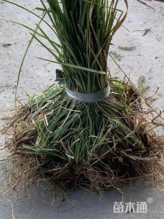 地栽苗甜根子草