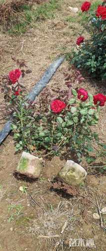 高度40厘米月季