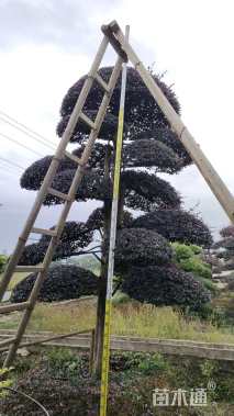 15公分造型红花继木桩