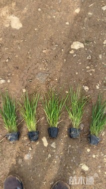 高度50厘米小兔子狼尾草