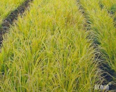 高度10厘米金叶石菖蒲