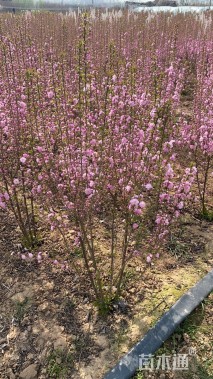 高度60厘米麦李