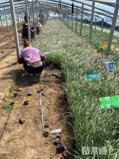 高度35厘米大布尼狼尾草