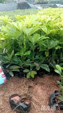 高度30厘米鸭脚木