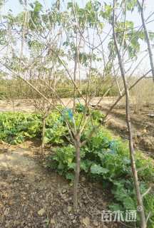 高度10厘米金银木