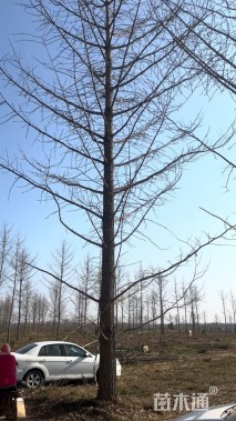 20公分鸭尾银杏