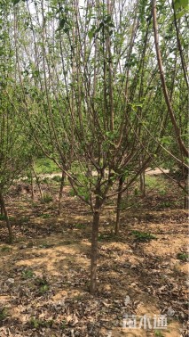 高度300厘米蜡梅