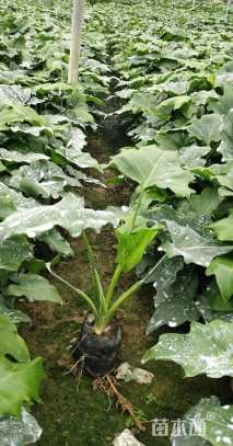 高度30厘米春羽