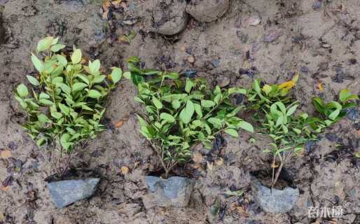 高度30厘米金森女贞
