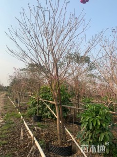 9公分紫花风铃木