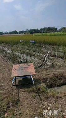 高度55厘米香蒲