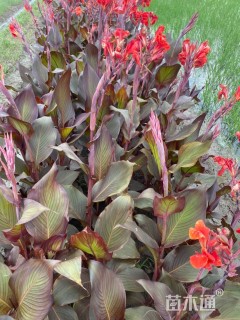 高度50厘米花叶美人蕉