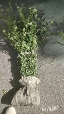 高度60厘米秋华柳