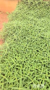 高度35厘米墨西哥鼠尾草