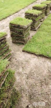 草块状马尼拉草