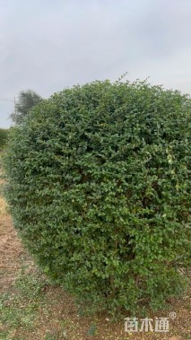 冠幅200厘米小叶女贞球
