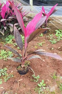 高度30厘米红叶朱蕉