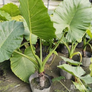 高度50厘米海芋