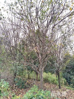 15公分木瓜海棠