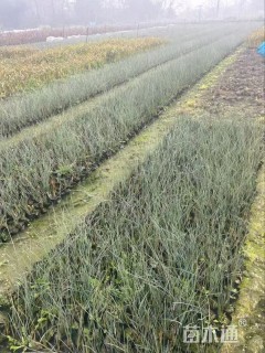 高度60厘米灯心草