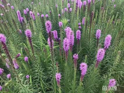 高度20厘米蛇鞭菊