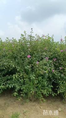 高度350厘米丛生木槿