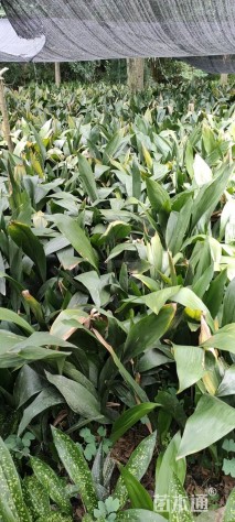 高度30厘米一叶兰