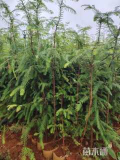 高度80厘米水杉小苗