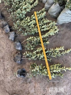 高度60厘米金边黄杨