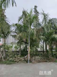 裸干高20厘米大王椰子