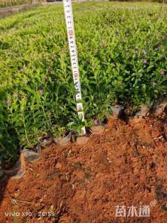 高度15厘米满天星