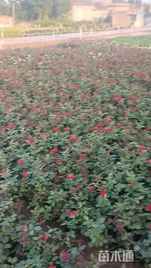 高度40厘米月季小苗