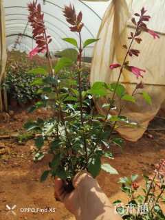 高度50厘米一串红